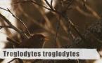 Troglodytes troglodytes