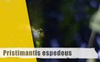 Pristimantis espedeus