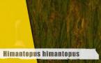 Himantopus himantopus