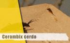 ND-Cerambyx cerdo