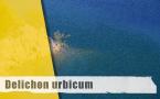Delichon urbicum