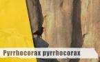 Pyrrhocorax pyrrhocorax