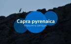 Capra pyrenaica