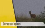 Cervus elaphus