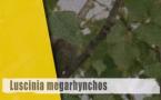 Luscinia megarhynchos