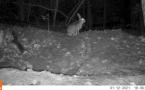 Lepus europaeus