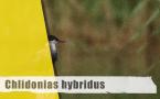 Chlidonias hybrida