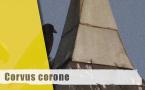 Corvus corone