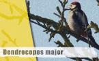 Dendrocopos major