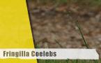 Fringilla coelebs