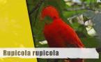 Rupicola rupicola