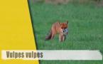 Vulpes vulpes