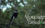 Voyage en canopée - Le Film