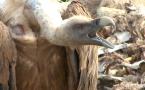 Gyps fulvus