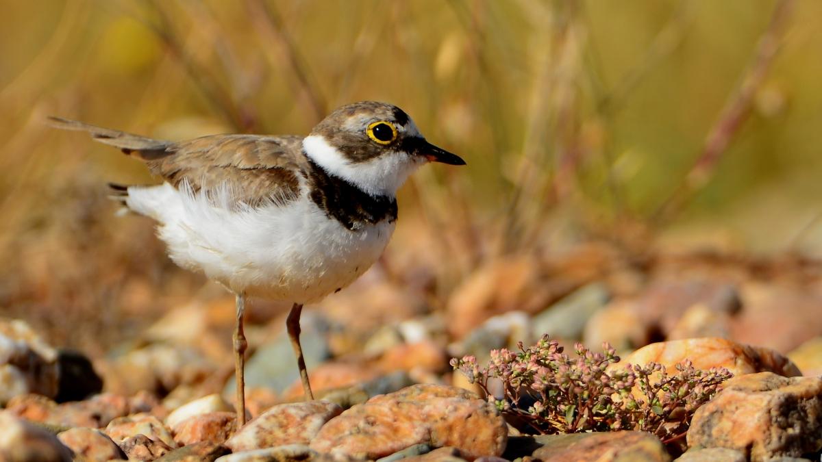 Charadrius dubius