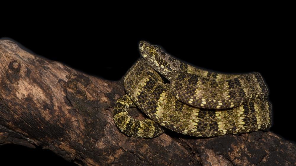 Bothrops taeniata