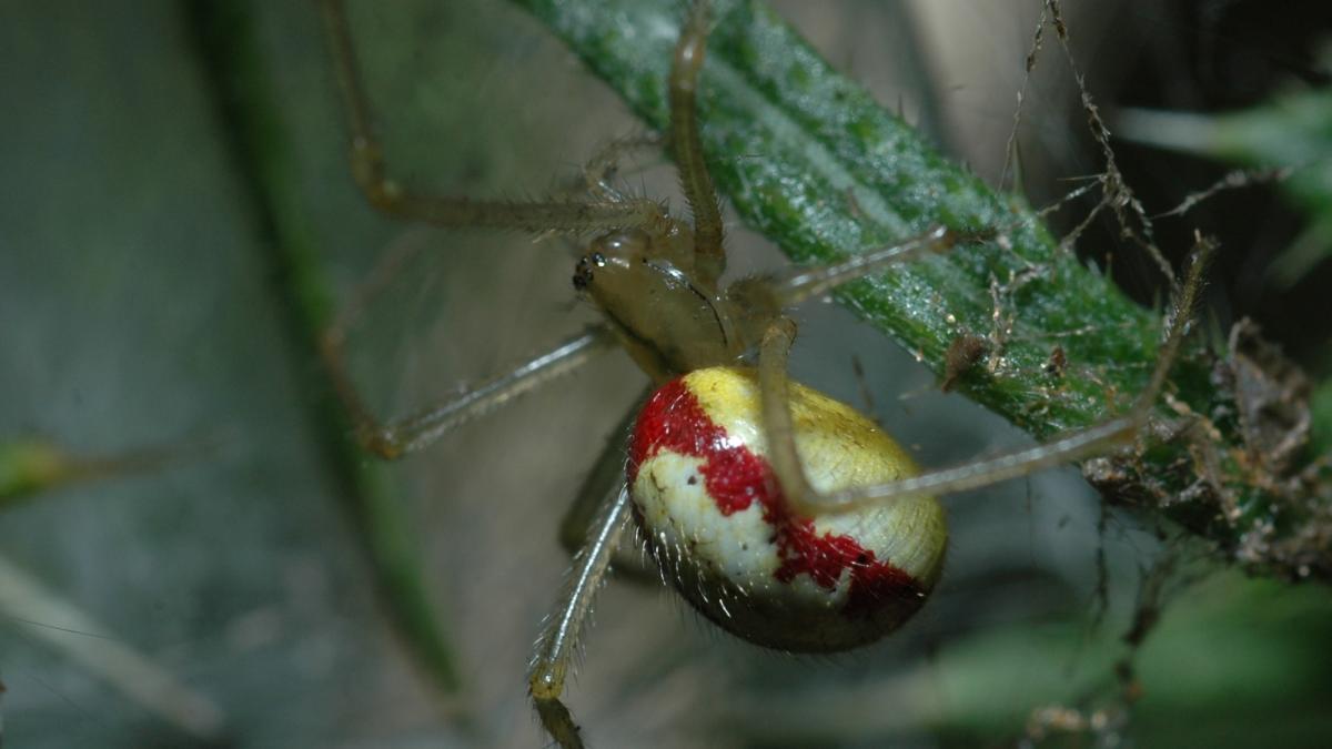 NDEnoplognatha (ovata)