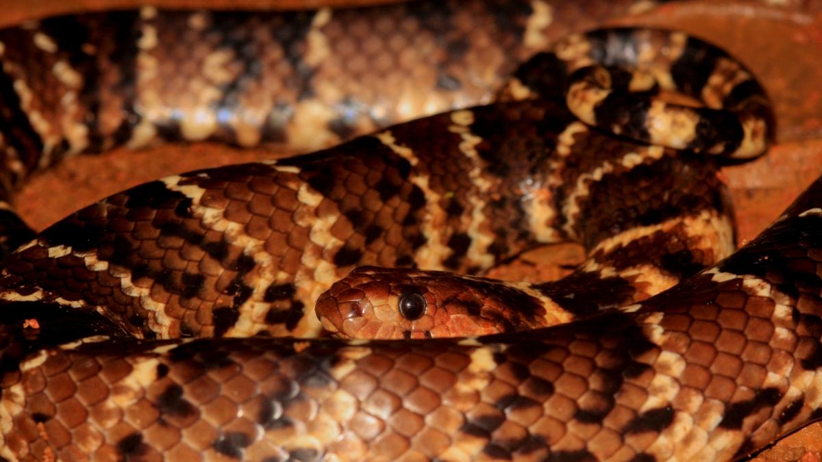 Hydrodynastes bicinctus