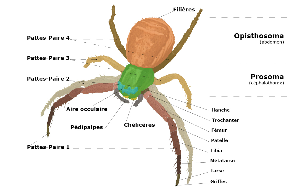 Morphologie des Araneae